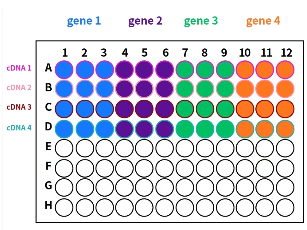 qPCR Sample Loading Guide